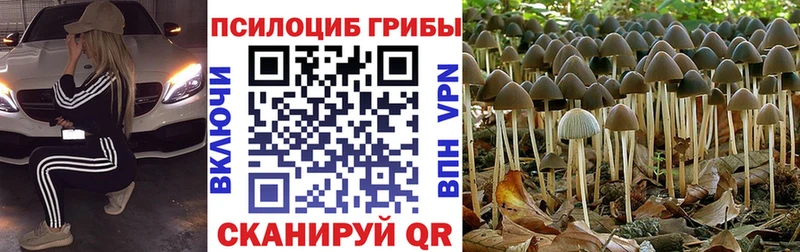 сайты даркнета клад omg рабочий сайт Зима Псилоцибиновые грибы Cubensis